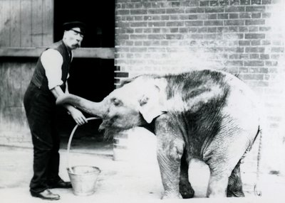 1913年にロンドン動物園で飼育中のチャールズエイルズがチューブでアジアゾウの赤ちゃんに餌をやる 作： Frederick William Bond